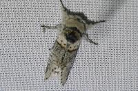 Furcula furcula