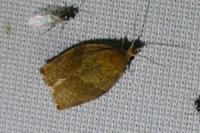 Pandemis heparana