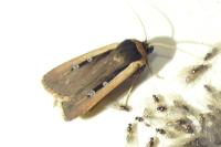 Ochropleura leucogaster