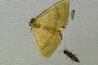 Camptogramma bilineata