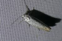 Yponomeuta