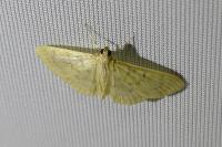 Patania ruralis