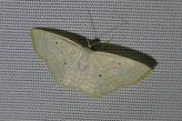 Scopula immutata