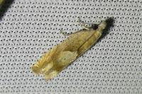 Eucosma conterminana