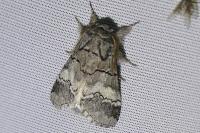 Drymonia querna