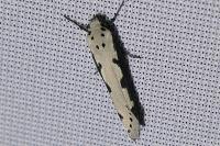 Ethmia bipunctella