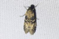 Euzophera pinguis
