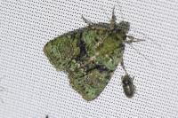 Cryphia algae