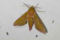 Deilephila elpenor
