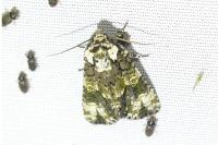 Craniophora ligustri