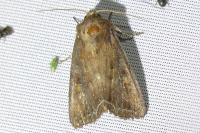 Lacanobia oleracea