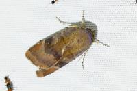 Noctua janthe/janthina