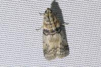 Sciota rhenella
