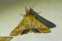 Helicoverpa armigera