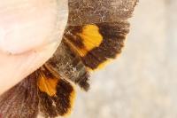 Noctua janthina