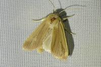 Mythimna pallens