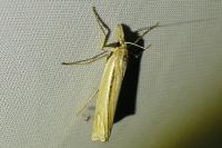 Ancylolomia tentaculella