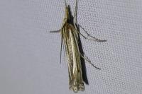 Ancylolomia tentaculella