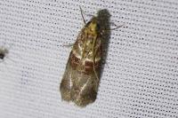 Acrobasis tumidana