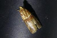Acrobasis tumidana
