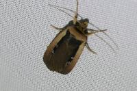 Ochropleura leucogaster