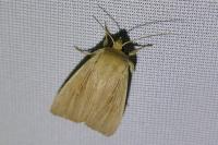 Mythimna pallens