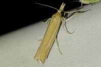 Ancylolomia tentaculella