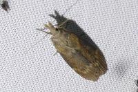 Lamoria anella