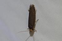 Cephimallota crassiflavella