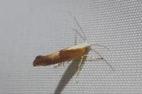 Argyresthia albistria