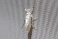 Niphonympha dealbatella