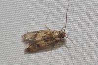 Borkhausenia fuscescens