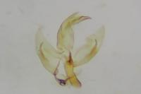 Borkhausenia fuscescens