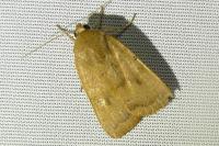 Noctua interjecta