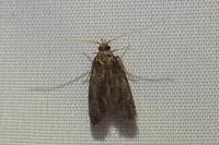 Eurodachtha siculella