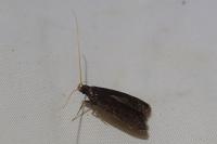 Homaloxestis briantiella