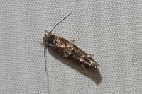 Mompha subbistrigella