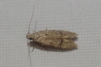 Teleiodes vulgella