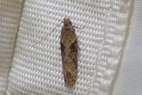 Scrobipalpa costella