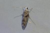 Caryocolum blandellum