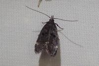Dichomeris alacella