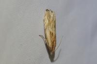 Eucosma cana