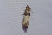 Spilonota ocellana