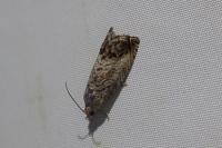 Cydia splendana