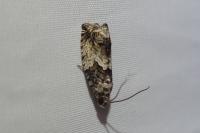Cydia fagiglandana