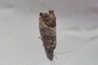 Cydia pomonella