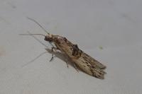Nephopterix angustella