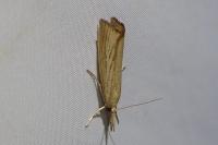 Agriphila straminella