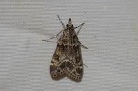 Eudonia mercurella