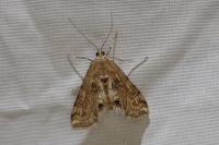 Cataclysta lemnata